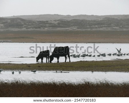 Free-range cow and calf at beach drinking water with seagulls and sand dunes on foggy day at Point Reyes National Seashore, California