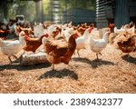 Free-range laying hens on a mini-farm. Sunny day