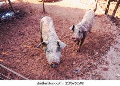 The Free-range Pig Farming On A Rural Family Farm In Mato Grosso Do Sul. Brazil Stands Firm As The Fourth Largest Producer And Exporter Of Pork