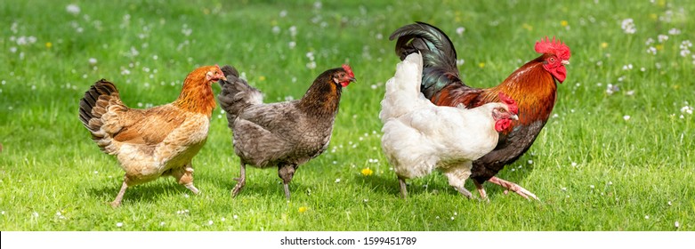 Free-range Poultry Running in the Meadow