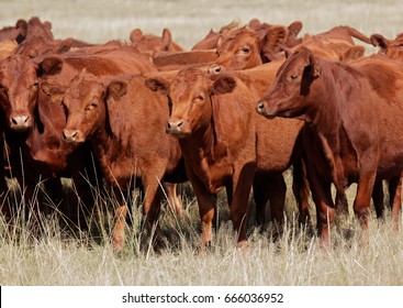 Free-range red angus cattle on pasture, Argentina