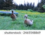 Free-range Welsh harlequin duck and drake enjoying summer