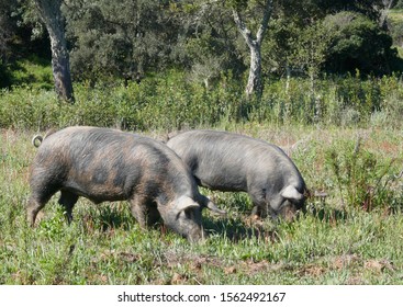 Free-roaming black pigs graze on the expansive natural terrain of a farm in Portugal, in the Alentejo