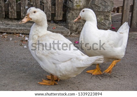 Similar – Foto Bild Unzertrennlich Gans Vogel