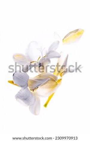Freesia flowerbuds backlit macro image