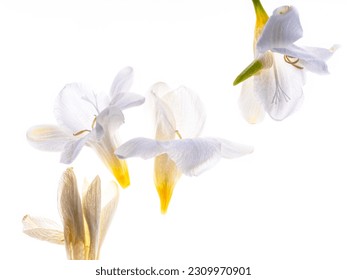 Freesia flowerbuds backlit on white background