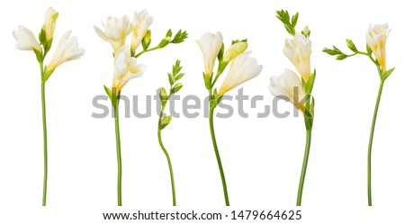 Freesia white flowers set twigs with buds in bloom isolated on white background