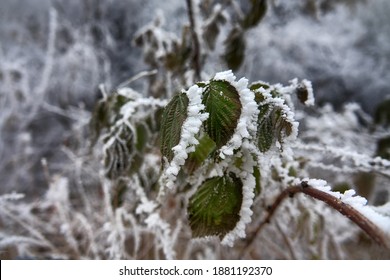 Freezer Burn. The Green Leaves Are Covered With Hoar Frost. - Unexpected Change In The Weather