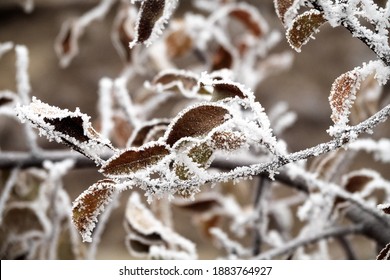 Freezer Burn. The Green Leaves Are Covered With Hoar Frost. - Unexpected Change In The Weather