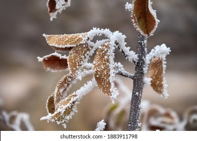 Freezer Burn. The Green Leaves Are Covered With Hoar Frost. - Unexpected Change In The Weather (cold Snap)