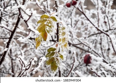 Freezer Burn. The Green Leaves Are Covered With Hoar Frost. - Unexpected Change In The Weather