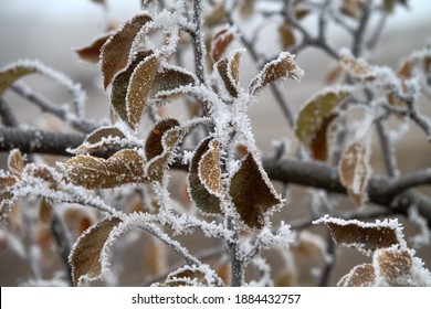 Freezer Burn. The Green Leaves Are Covered With Hoar Frost. - Unexpected Change In The Weather