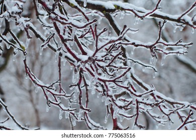 Freezing Drizzle Branch Closeup  Background. Trapped In The Ice Brunch