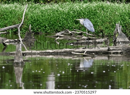 Freezing grey heron on wood logs in wetland waiting for fishes environmental protection conservation education wildlife conservation wildness computer desktop or background