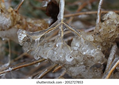 Freezing Rain Backyard Winter Canada