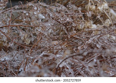 Freezing Rain Backyard Winter Canada