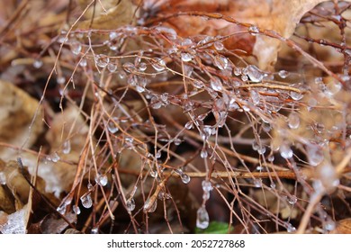 Freezing Rain Backyard Winter Canada