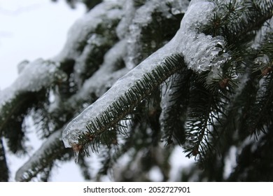 Freezing Rain Backyard Winter Canada