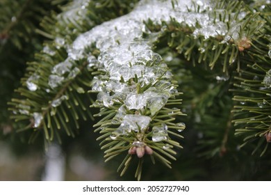 Freezing Rain Backyard Winter Canada