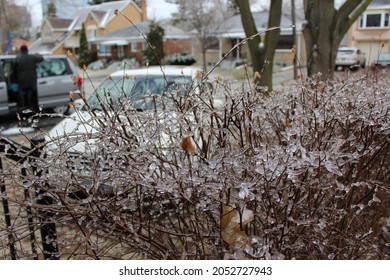 Freezing Rain Backyard Winter Canada