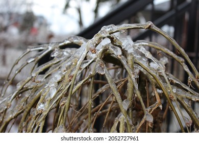 Freezing Rain Backyard Winter Canada