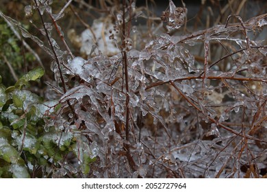 Freezing Rain Backyard Winter Canada