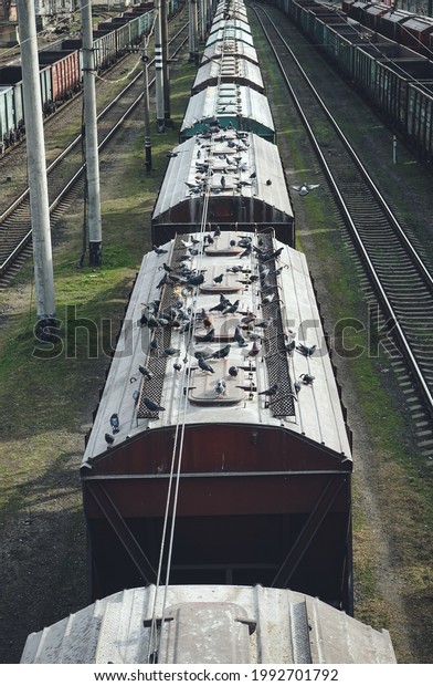 Freight\
train on the railway. Freight cars on the railway tracks on a\
spring day. Pigeons on freight cars of the\
train.