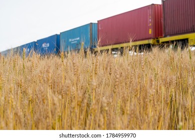 A freight train passes by a wheat field. Ripened wheat ears and wagons. Wheat trade concept