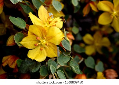 Fremontodendron californicum, California flannelbush, Fremontia californica, flowering evergreen shrub or tree, hairy flannel-like leaves and yellow flowers