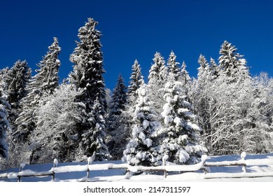 French Alps.  Snow Covered Fir Trees In Winter.  France.