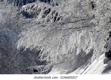 French Alps.  Snow Covered Tree In Winter.  Saint-Gervais. France.