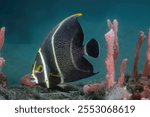 French Angel Fish (Pomacanthus paru) at the Blue Heron Bridge, Phil Foster Park, Riviera Beach, Florida