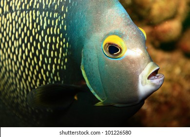 French Angelfish