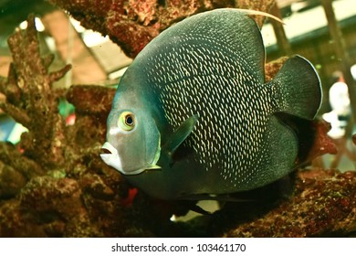 French Angelfish