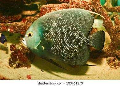 French Angelfish