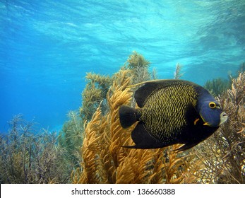 French Angelfish