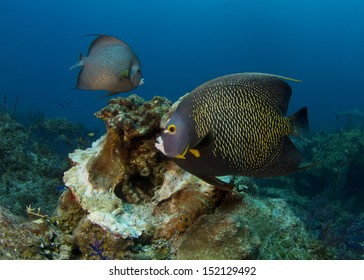 French Angelfish