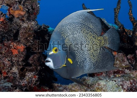 French angelfish in coral reef