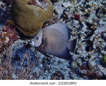 French Angelfish, Half Moon Caye, Belize, Coral Reef, Tropical, Reef, Marine Animal, Fish