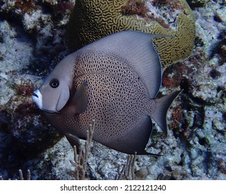 French Angelfish, Half Moon Caye, Belize, Coral Reef, Tropical, Reef, Marine Animal, Fish