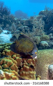 French Angelfish, Pomacanthus Paru, Is A Large Angelfish Of The Family Pomacanthidae