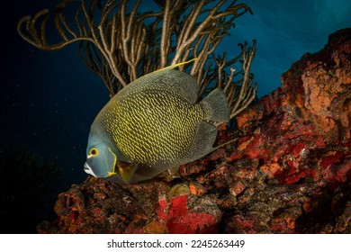 French angelfish (Pomacanthus paru) on the reef off the Dutch Caribbean island of Sint Maarten