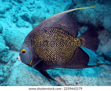 French Angelfish in the Tropical Western Atlantic