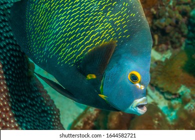  French Angelfish,Pomacanthus Paru Is A Large Angelfish Of The Family Pomacanthidae,