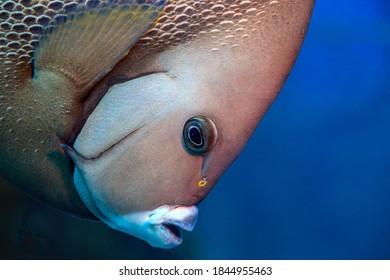 French Angelfish,Pomacanthus Paru Is A Large Angelfish Of The Family Pomacanthidae