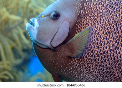 French Angelfish,Pomacanthus Paru Is A Large Angelfish Of The Family Pomacanthidae