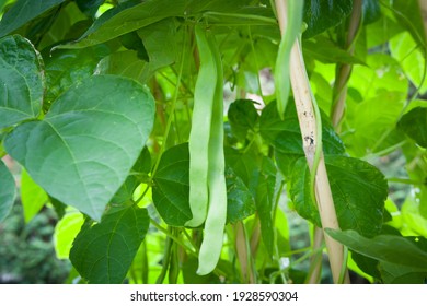 French Beans (common Beans) Growing On A Climbing Hunter French Bean Plant In A Garden In England, UK