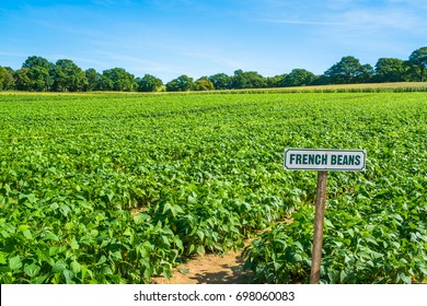 French Beans Growing On Vegetable Farm. Sunny Day At The End Of Summer.