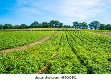 French Beans Growing On Vegetable Patch