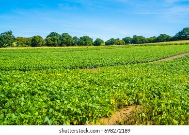 French Beans Growing On Vegetable Farm. Sunny Day At The End Of Summer.